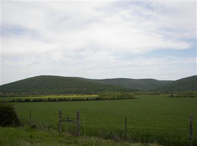 Paint Rock Valley ~ Yellow Meadow